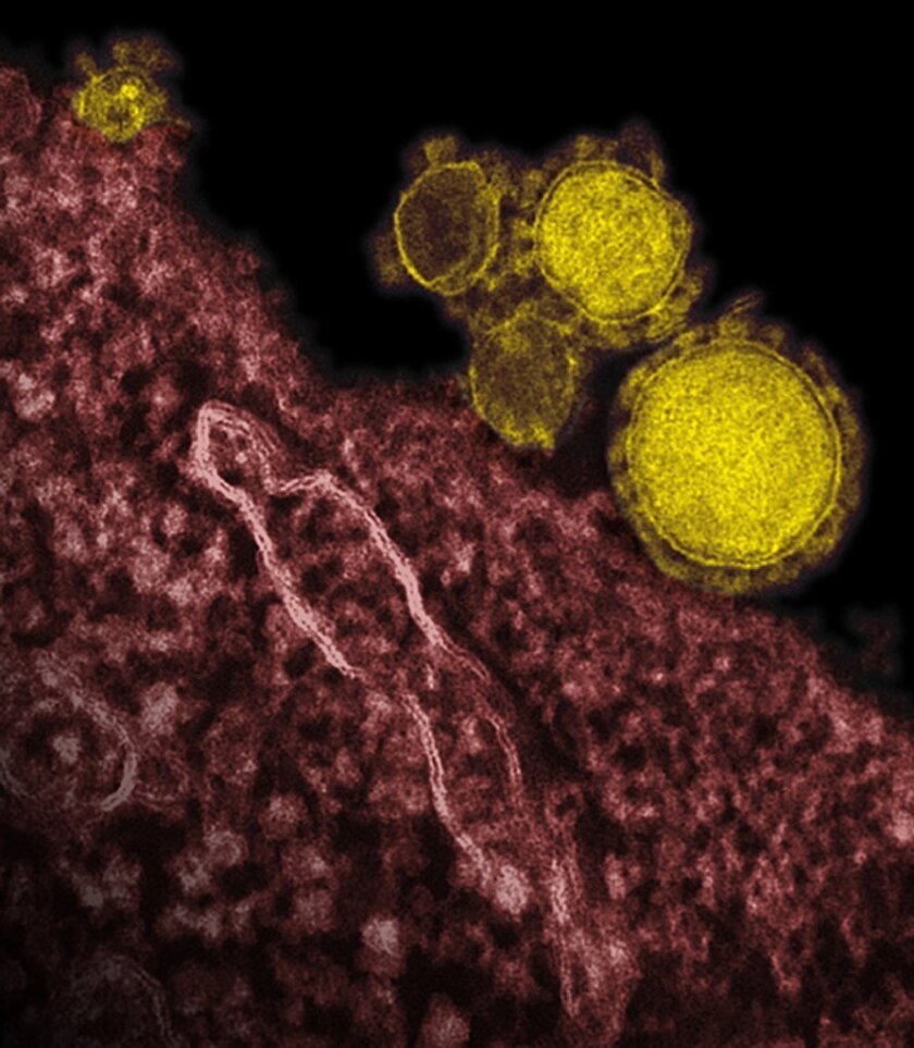 An electron microscope image of MERS coronavirus particles, in yellow. The World Health Organization will convene an emergency committee to organize its response to the virus, which had killed 42 people as of Friday.