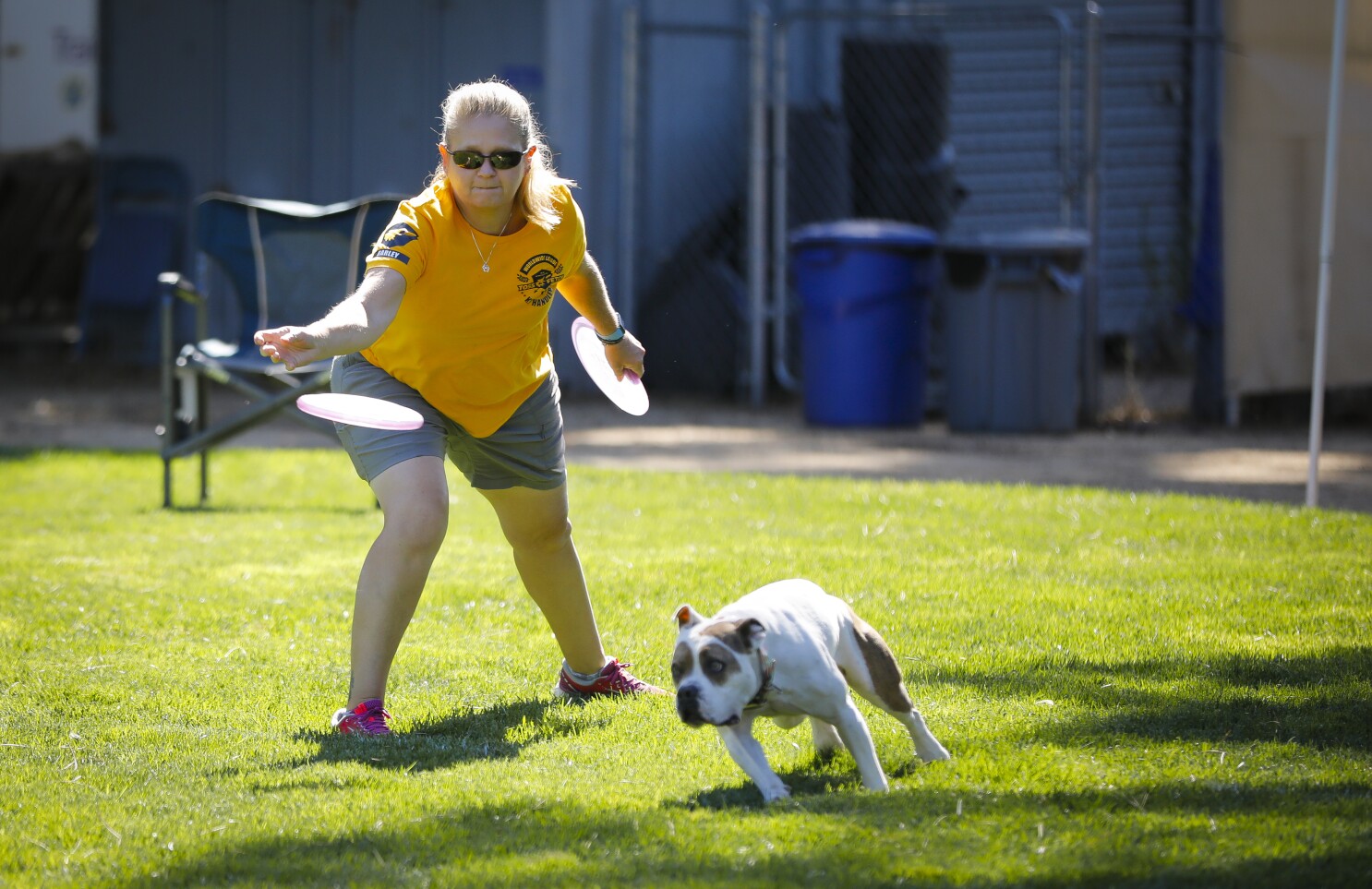 Frisbee Catching Dogs Compete For International Fame In Valley Center The San Diego Union Tribune