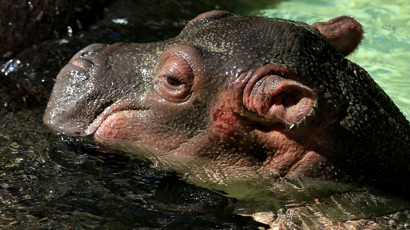 Baby hippo is a big surprise at the L.A. Zoo