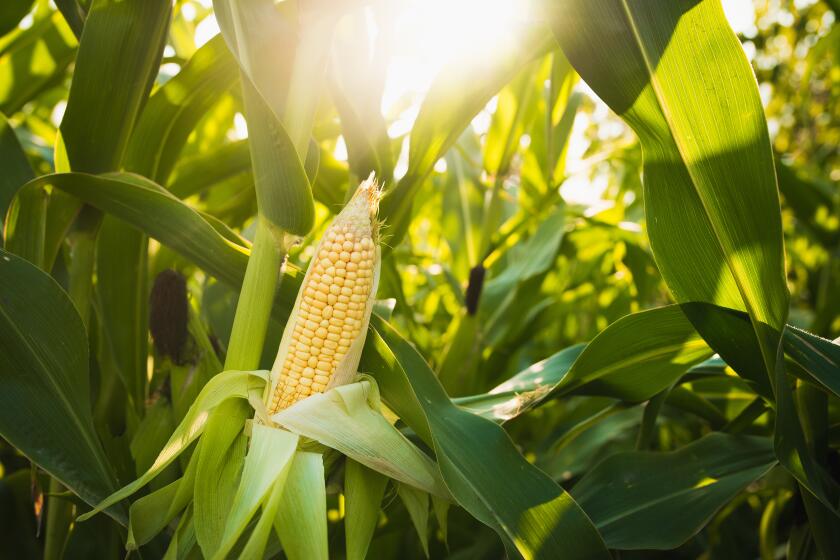 Corn is one of the crops the Salk Institute in La Jolla is researching for better ways to store more carbon.
