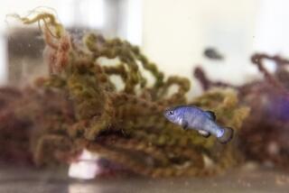 ASH MEADOWS NATIONAL WILDLIFE REFUGE, NYE COUNTY, NEVADA - APRIL 29, 2022: A Devils Hole pupfish swims in a propagation aquarium at the Ash Meadows Fish Conservation Facility, Friday, April 29, 2022 in Ash Meadows National Wildlife Refuge, Nevada. Federal biologists have reported increased numbers of one of the world's rarest fish, the Devils Hole pupfish, counting 175, the most seen in a spring count 22 years. (Brian van der Brug / Los Angeles Times)