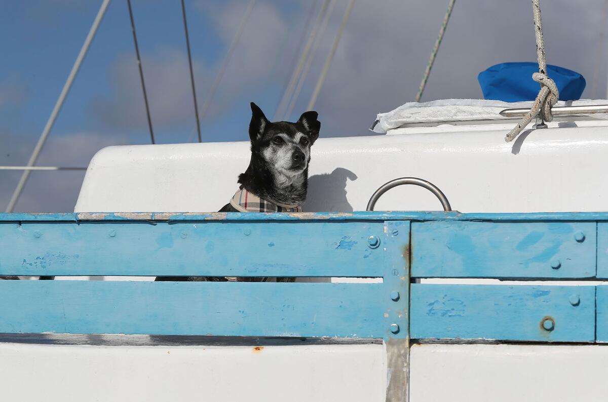 Maestro, a resident pet on the "Doghouse" boat in Newport Harbor. 