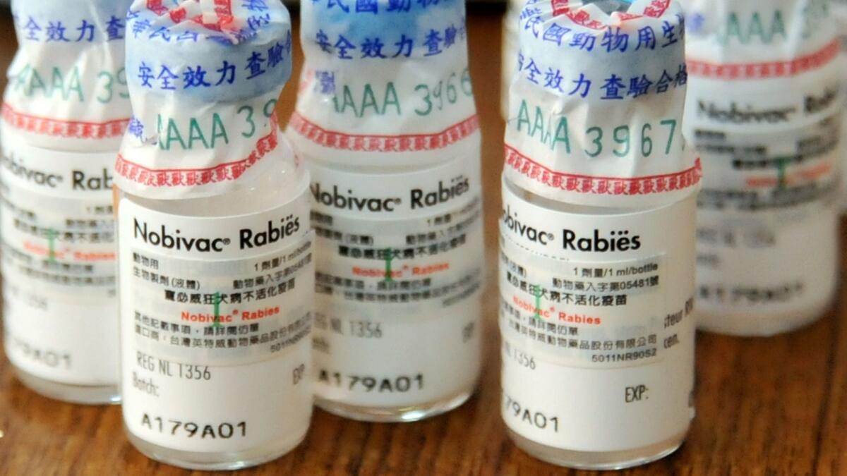 Discarded rabies vaccine containers in New Taipei City, Taiwan, in 2013. In July of that year the government stepped up attempts to combat rabies following a string of outbreaks among wild ferret-badgers.