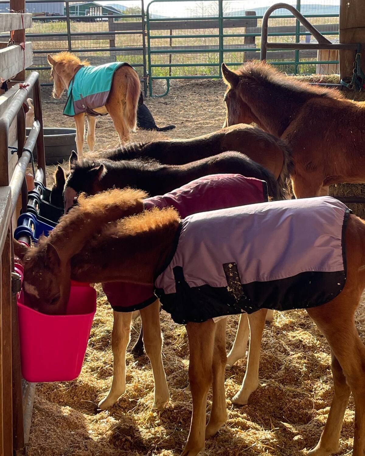 Laughing Pony in Rancho Santa Fe helped save 20 foals.