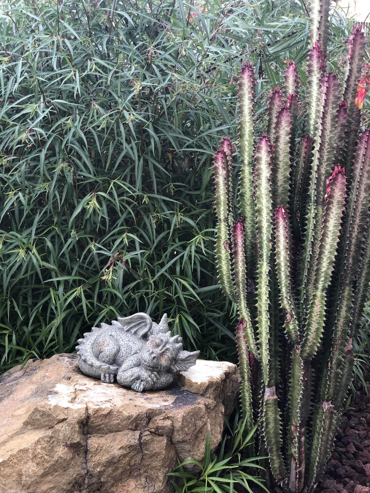 A xeriscape in the 2021 tour features mature succulents and plantings, such as this bamboo and euphorbia.