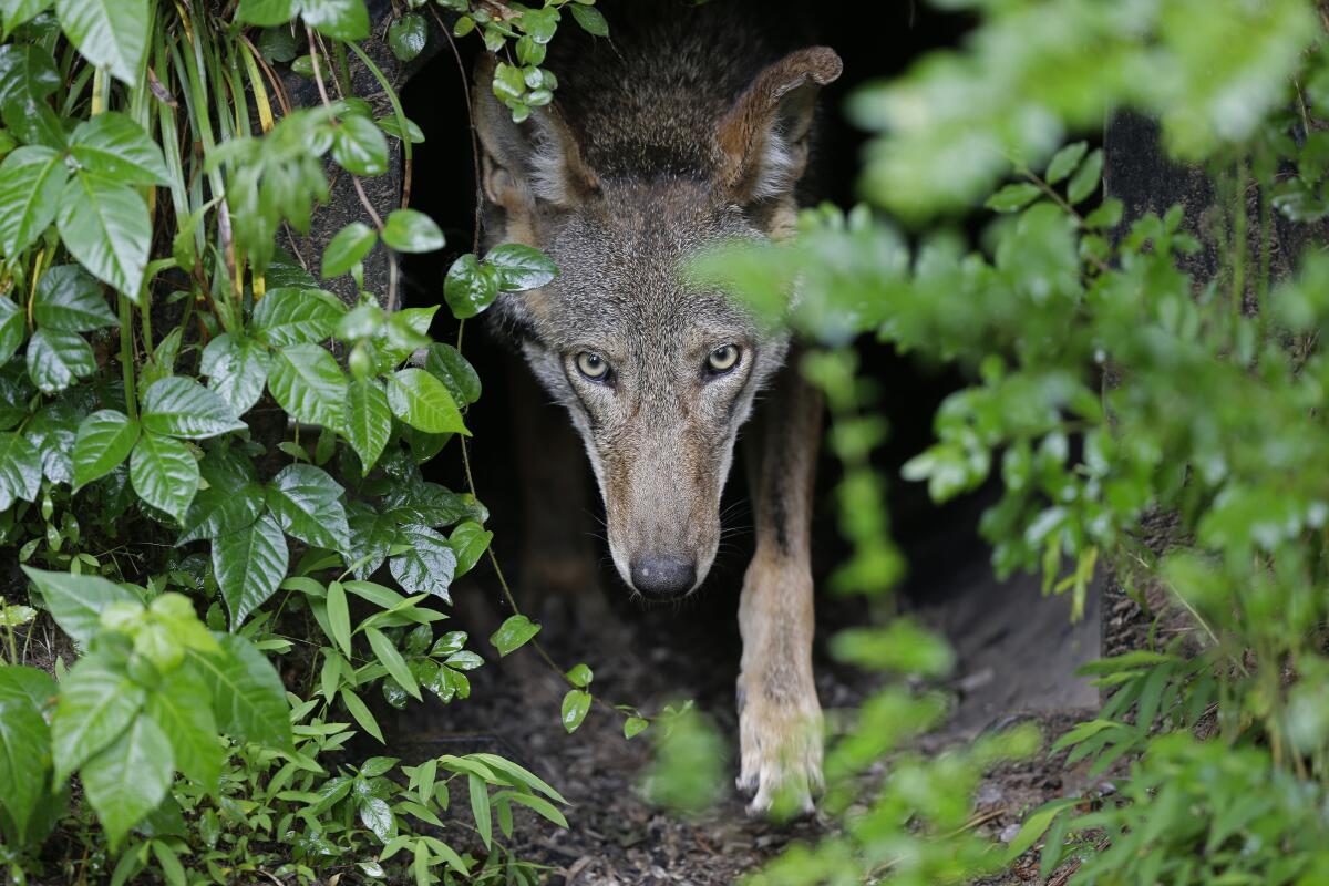 FILE - A female red wolf emerges from her den sheltering newborn pups at the Museum of Life and Science in Durham, N.C., on May 13, 2019. Federal wildlife officials overseeing the world's only wild population of endangered red wolves announced Wednesday, Nov. 10, 2021, that they are abandoning a 2018 plan to limit the animals' territory and loosen protections for wolves that strayed from that area. . (AP Photo/Gerry Broome, File)