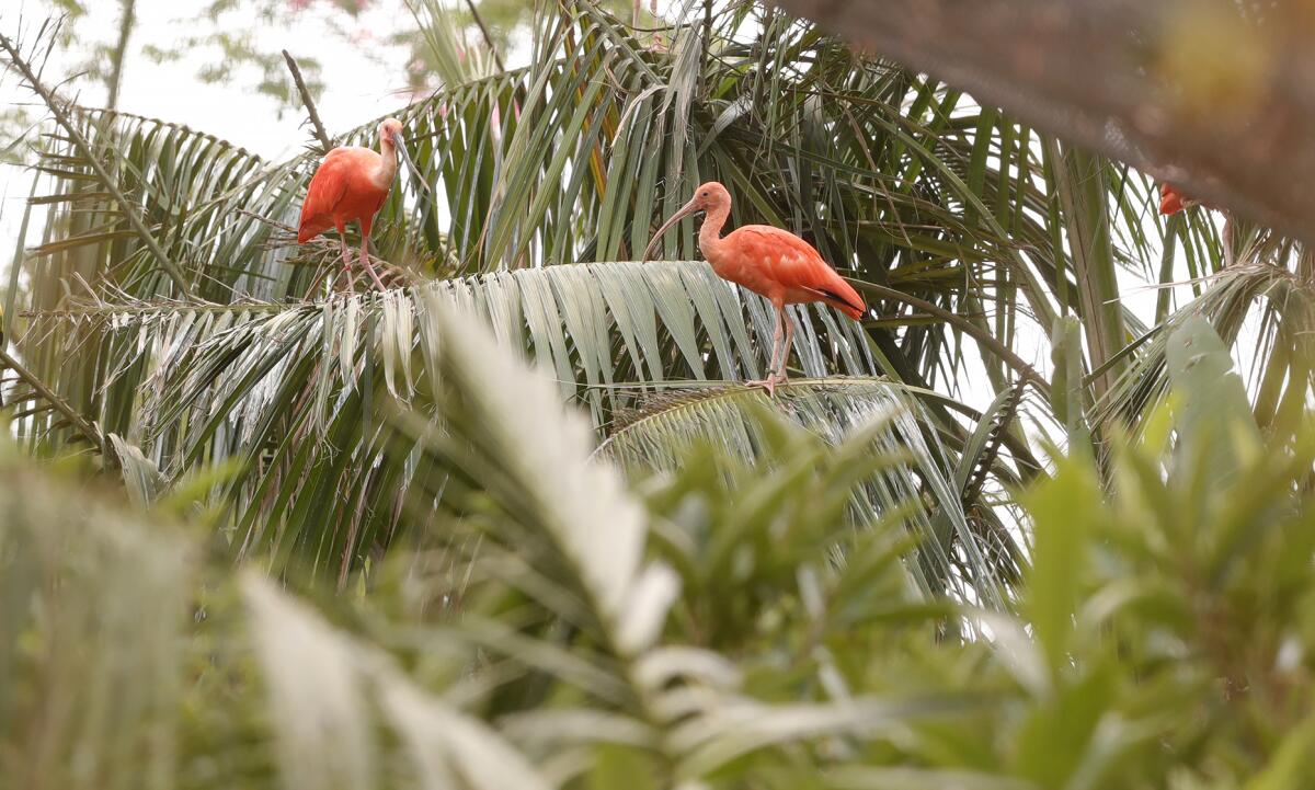 Scarlet ibis in a tropical tree and brush exhibit on display at the Santa Ana Zoo.