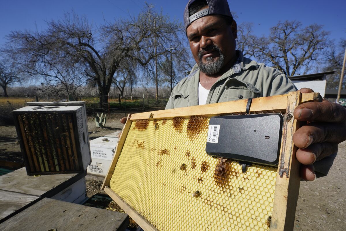Beekeeper displaying a beehive frame