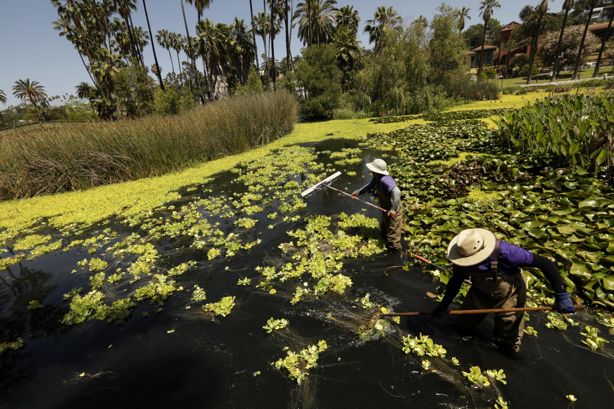 Workers clear water lettuce from Echo Park Lake