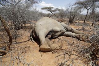 An elephant, that was killed by Kenya Wildlife Service rangers after it killed a woman as it was looking for water and food amid the drought, lies in Loolkuniyani, Samburu County in Kenya on Tuesday, Oct. 16, 2022. Hundreds of animals have died in Kenyan wildlife preserves during East Africa's worst drought in decades, according to a report released Friday, Nov. 4, 2022. (AP Photo/Brian Inganga)
