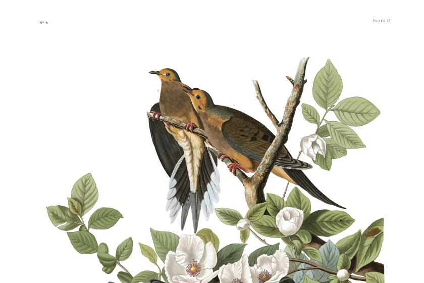 Ornithologist John James Audubon created this print of mourning doves