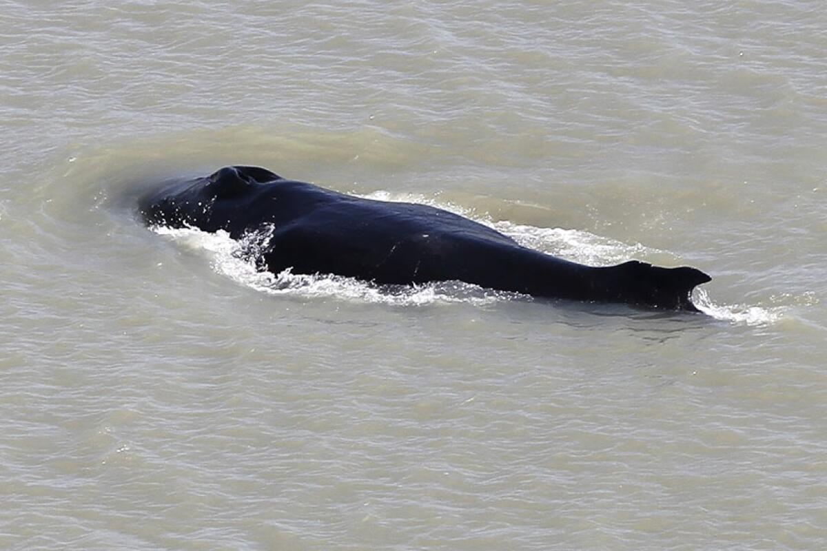 A humpback whale "obviously made a wrong turn and ended up in the East Alligator River.”  