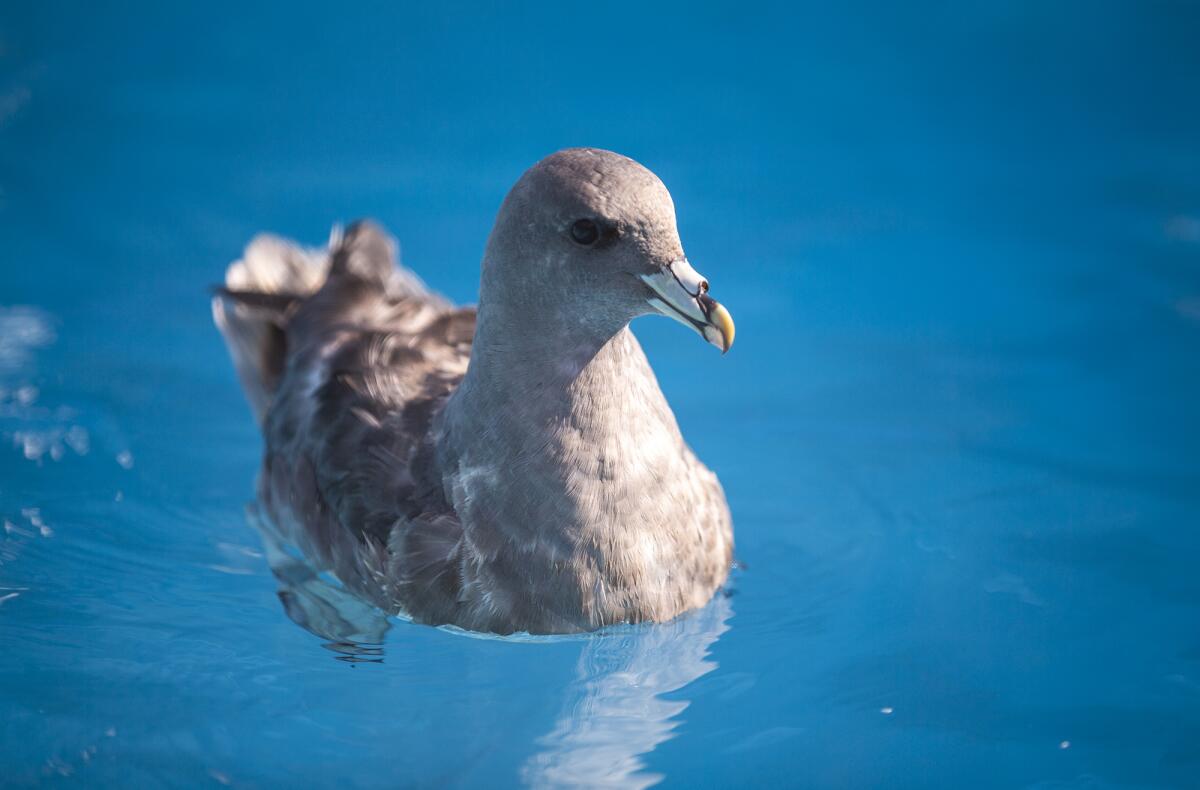 A northern fulmar swims Thursday in a pelagic pool at the Wetlands and Wildlife Care Center in Huntington Beach.