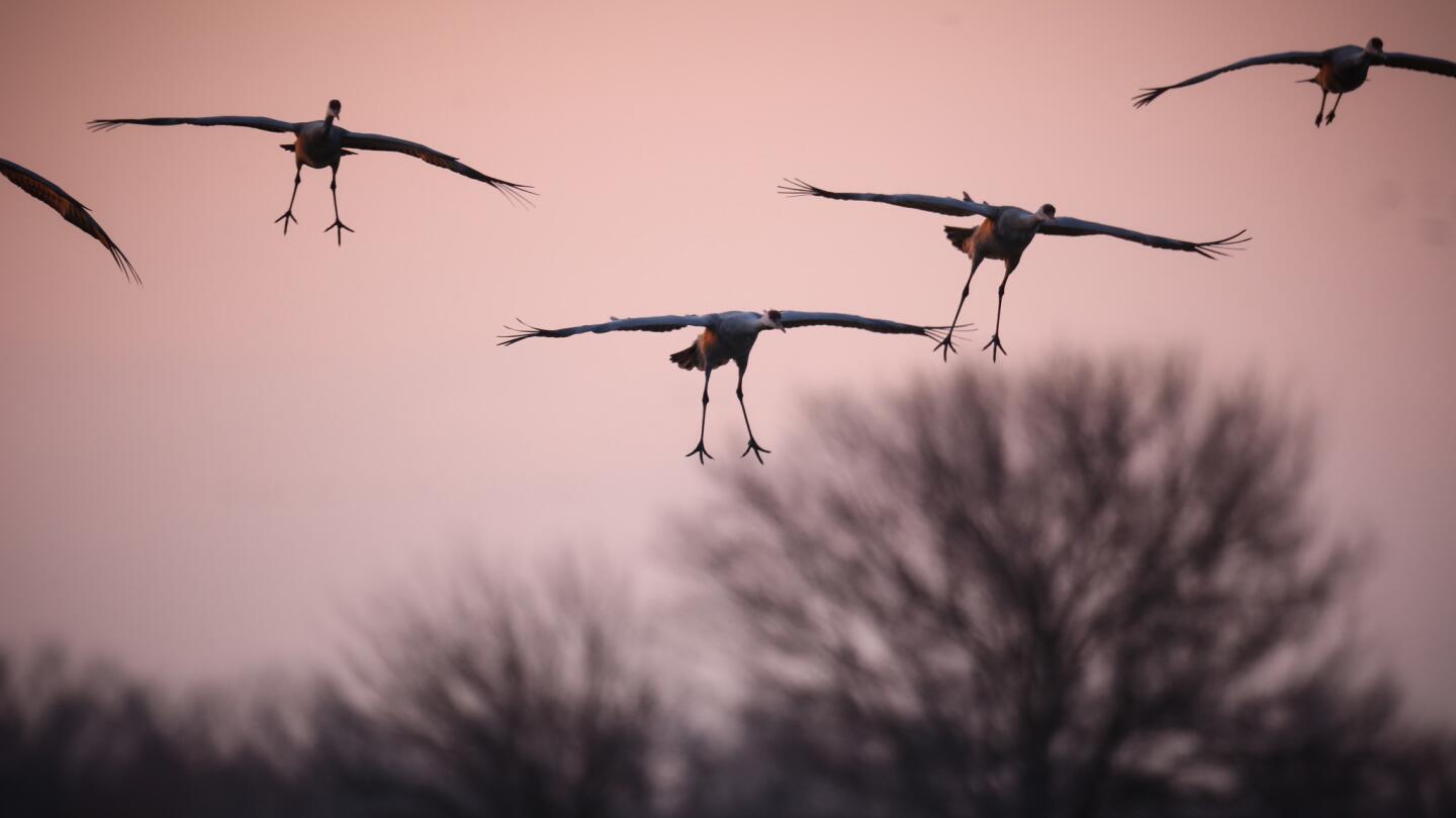 Sandhill cranes migration