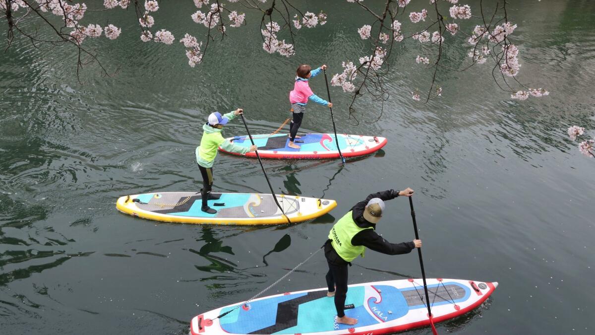 Visitors enjoy stand-up paddleboarding near the blooming cherry blossoms along the Oka River in Yokohama, Japan.