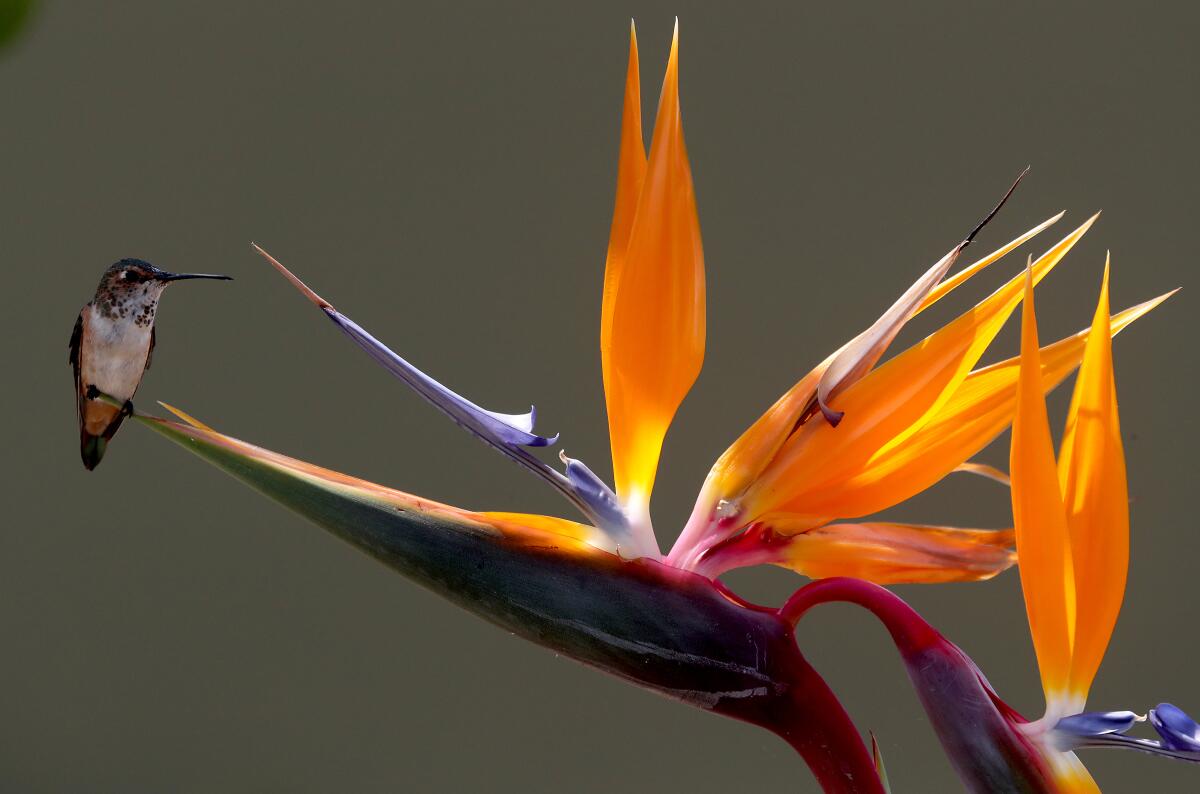 A hummingbird perches on a bird of paradise bloom. 