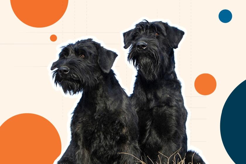 What Dog Breeds are Hypoallergenic And Don’t Shed: Top Picks