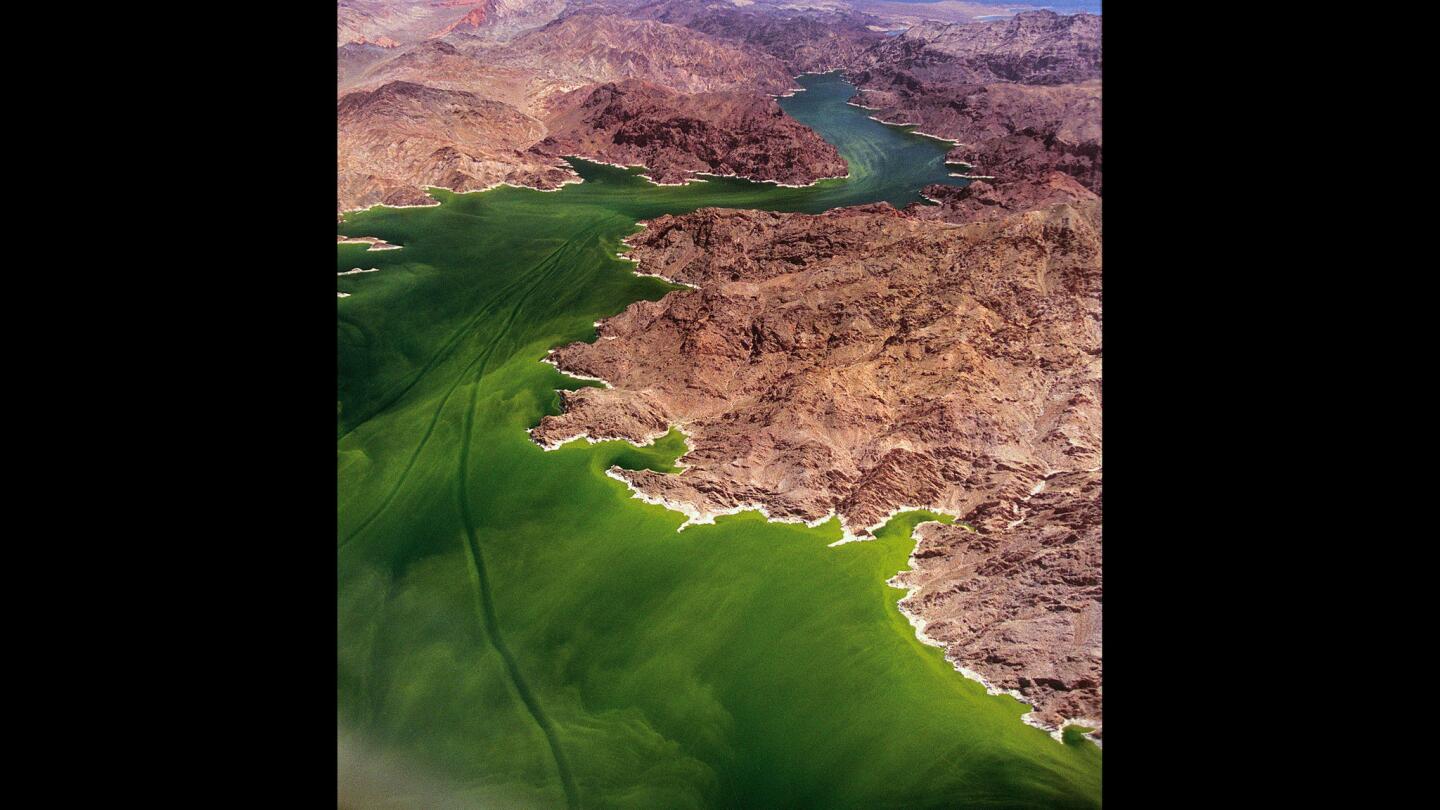 Lake Mead algae bloom, 2001