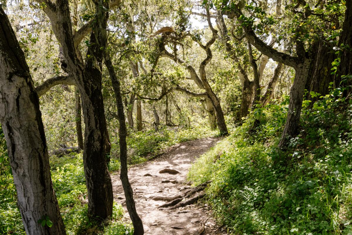 A trail in Point Lobos State Natural Reserve near Carmel-by-the-Sea.