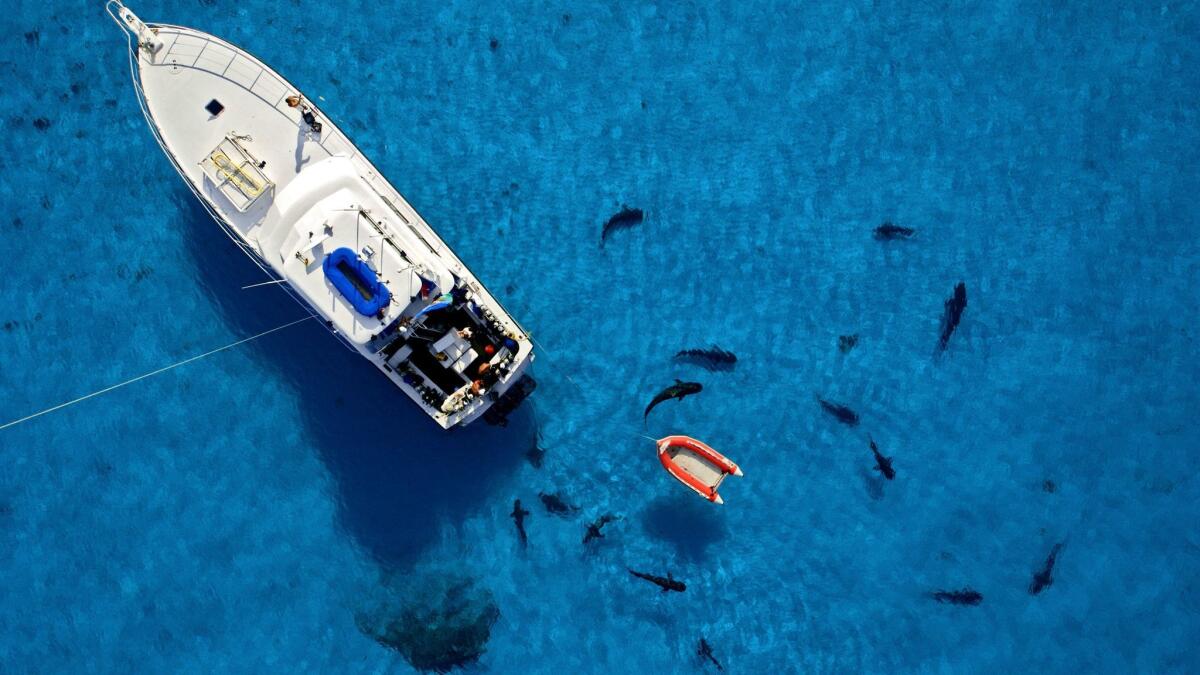 An aerial view of tiger sharks (Galeocerdo cuvier) behind a boat anchored in the Bahamas. (Brian Skerry/National Geographic)