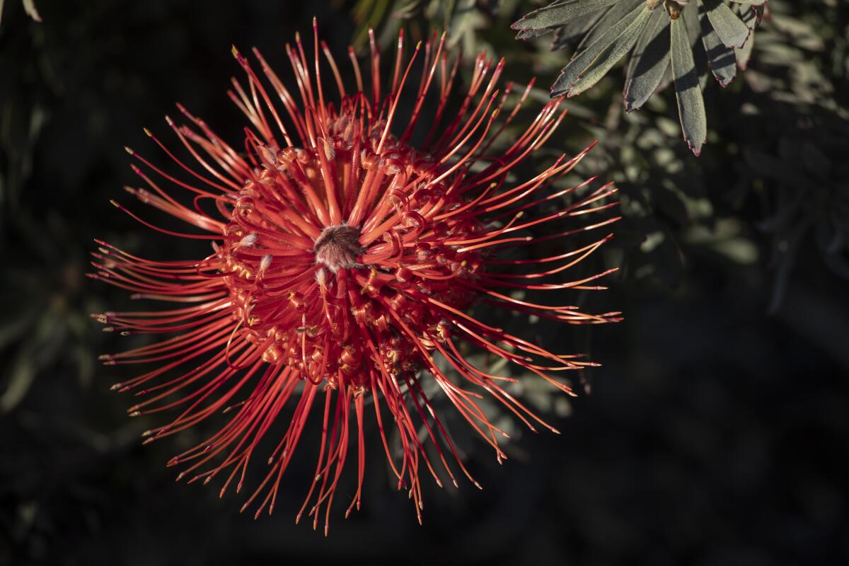 A pincushion protea