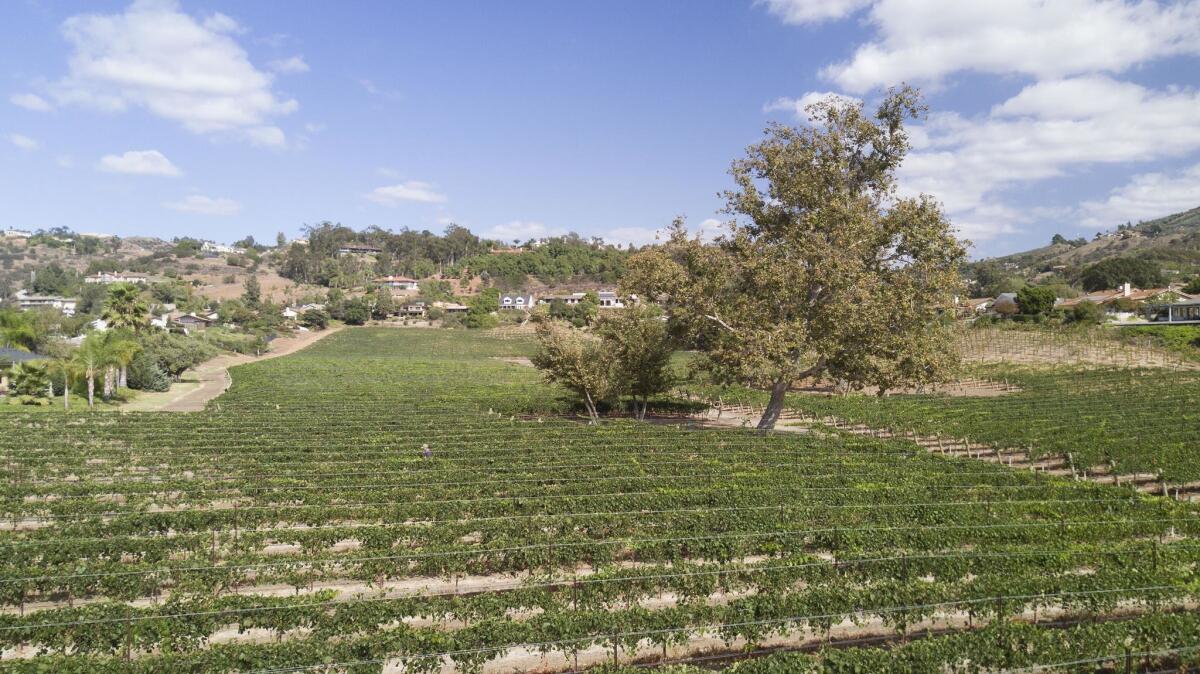 Where once stood a golf course, the Monserate winery vineyards now grow off Gird Valley Road in Fallbrook.