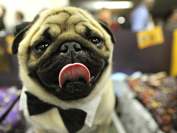 Cody the pug waits backstage during the first day of the 134th Westminster Kennel Club Dog Show at Madison Square Garden in New York. The show runs for two days.