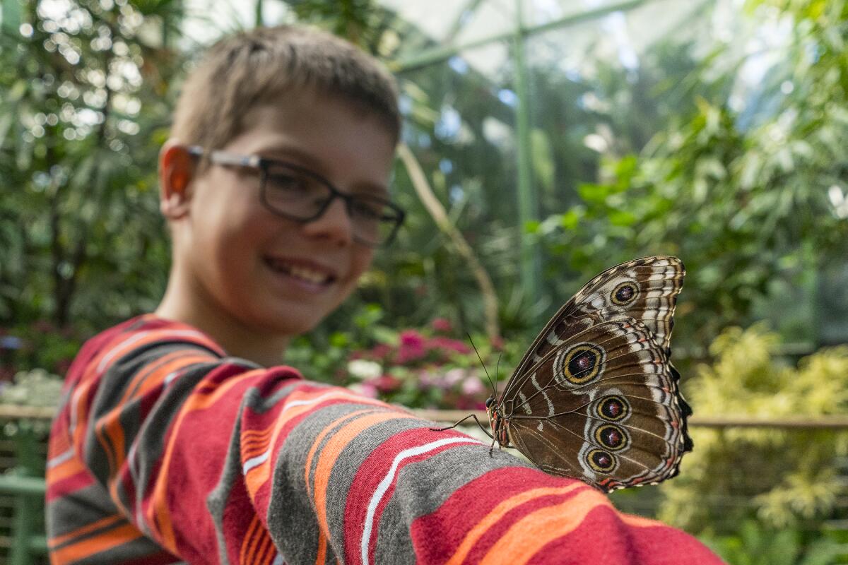Boy watches a butterfly land on his arm.