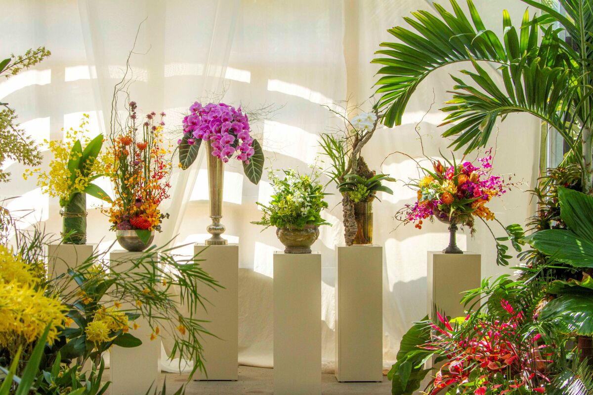 'World of Orchids' show at San Diego Botanic Gardens offers abundance