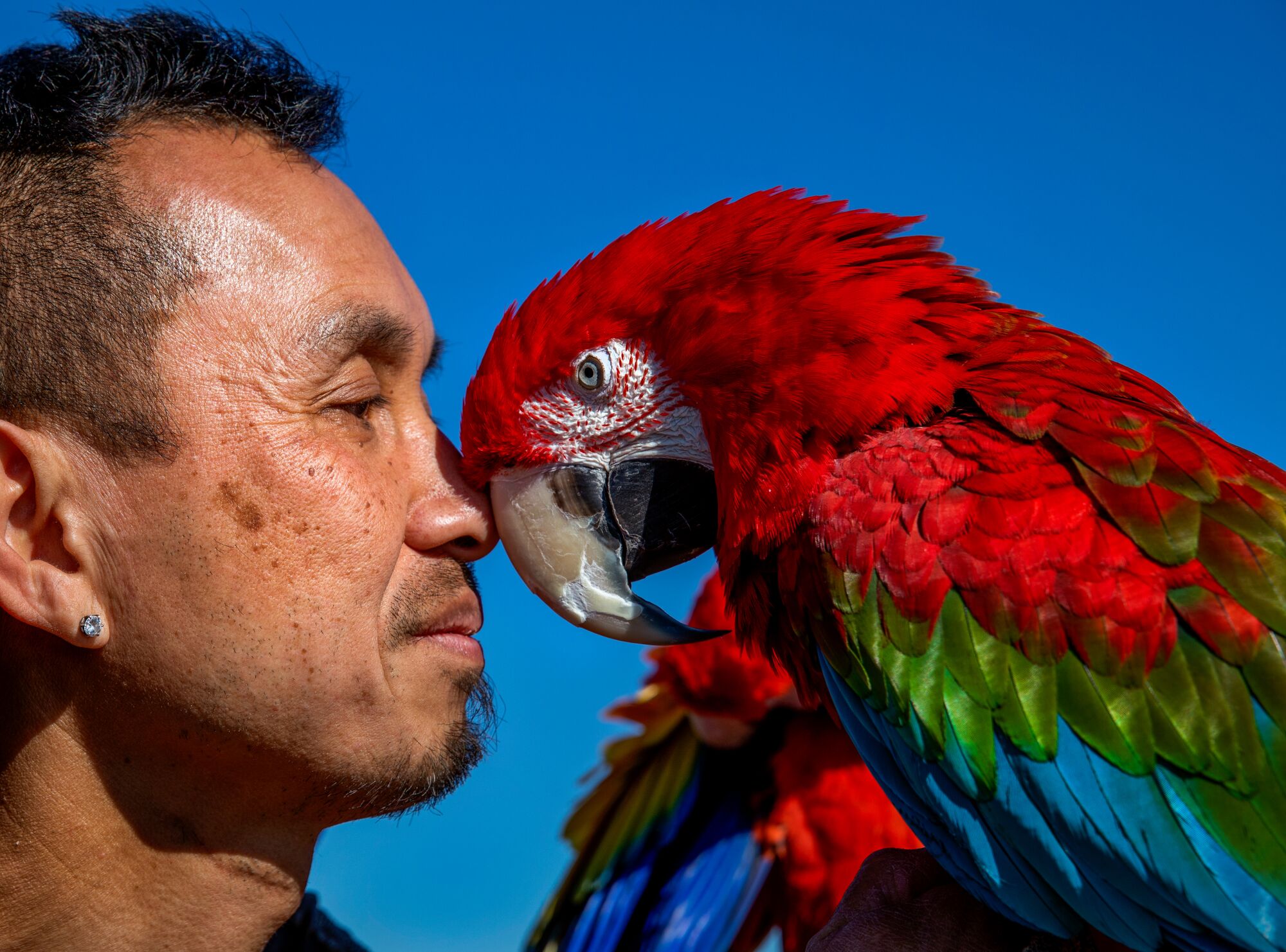 A man nose to nose with a scarlet macaw