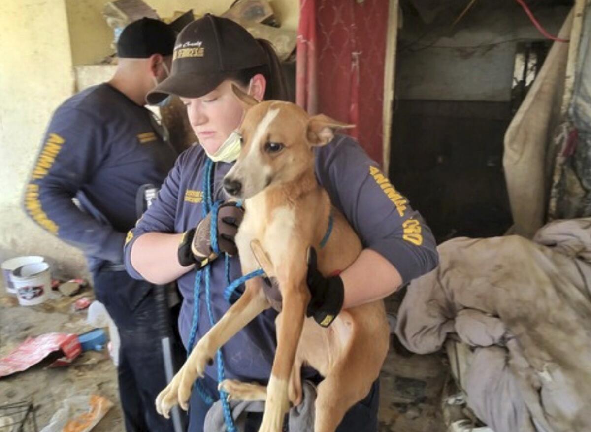 An animal services official carries a dog out of a home