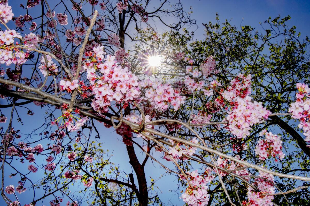 Sun brightened the cherry blossoms during the 2019 Orange County Cherry Blossom Festival.