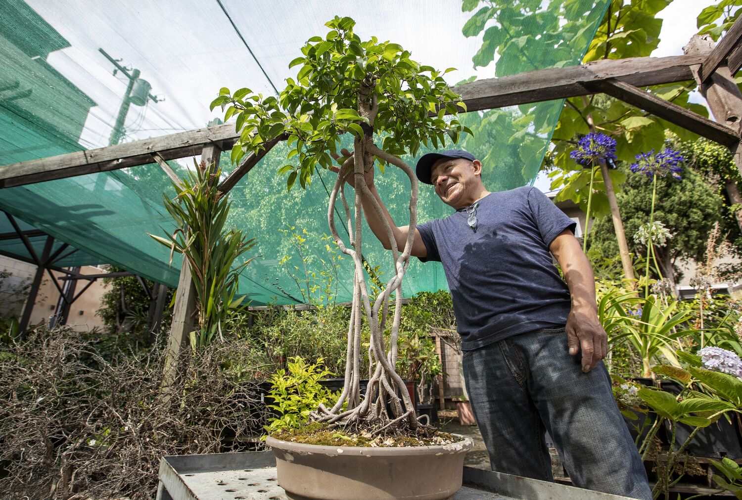 The Oaxacan-born cook caring for Yamaguchi Nursery's historic bonsai collection