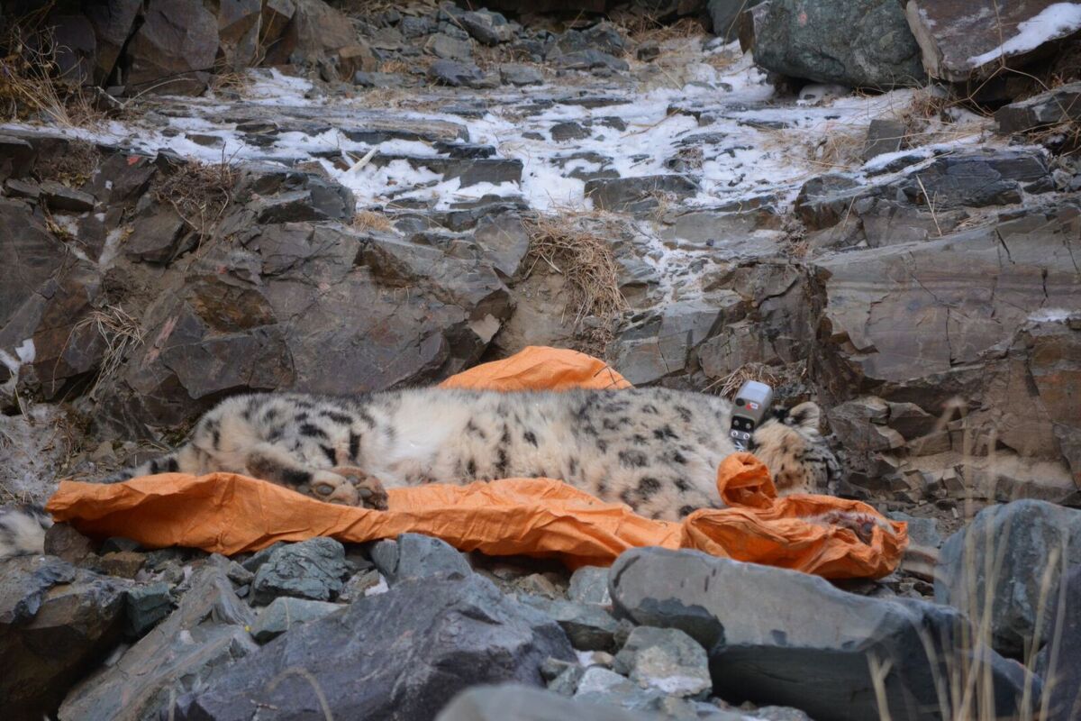 After an examination by the World Wildlife Fund, a male snow leopard is left to wake up with its new tracking collar.