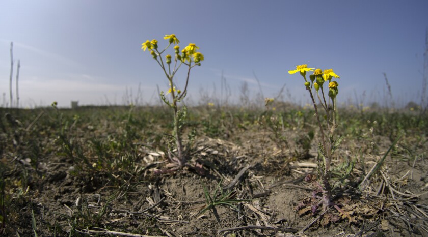 Germany Drought Fears