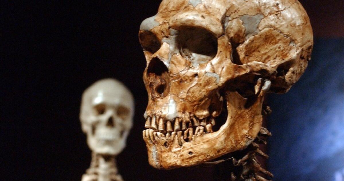 Neanderthal genes helped modern humans evolve, studies suggest