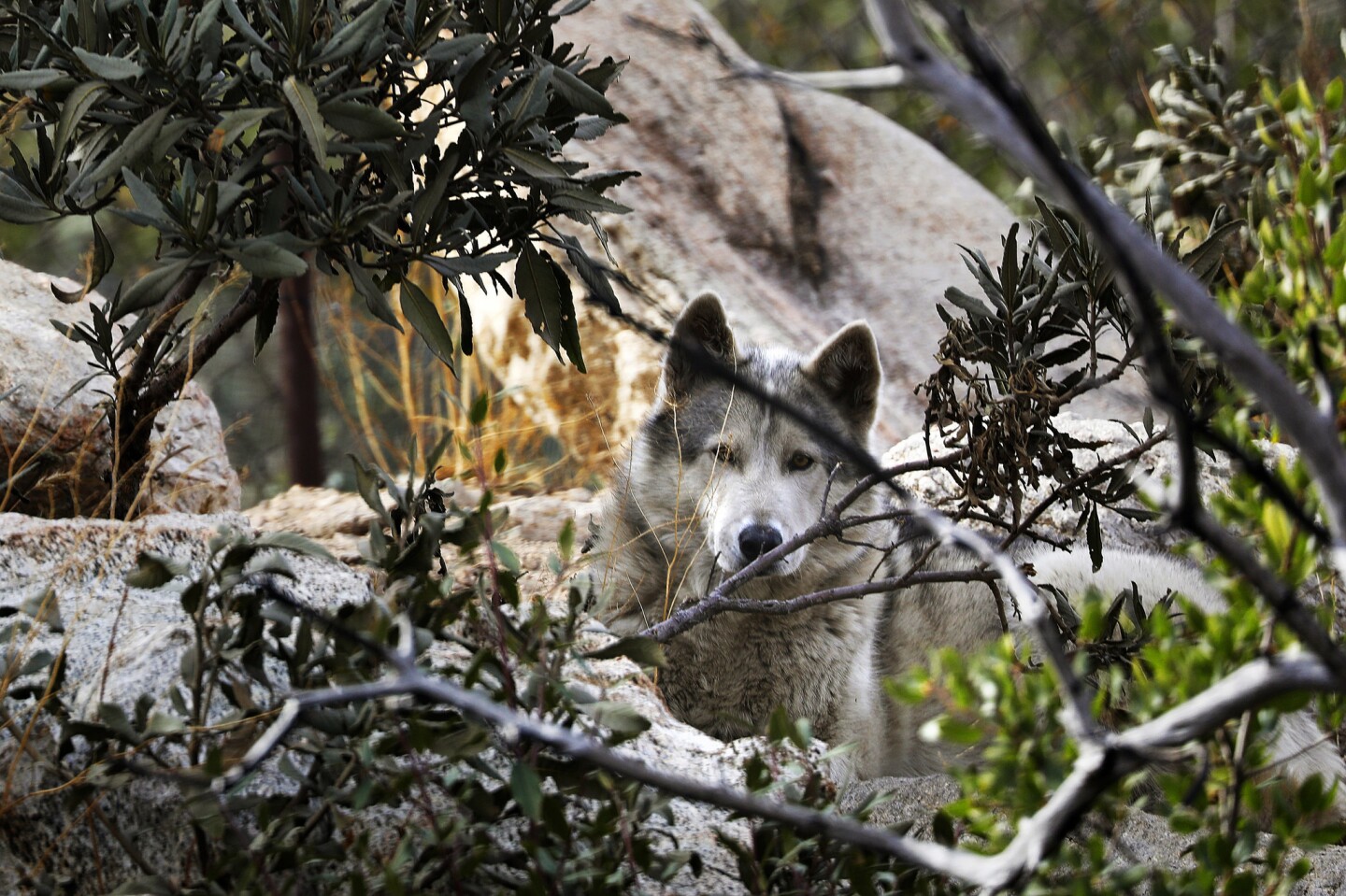 A wolf dog walks at the Wolf Connection ranch in Angeles National Forest.