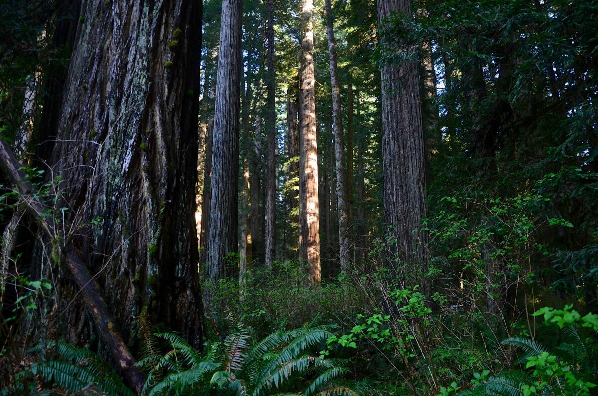 Prairie Creek Redwoods State Park is also part of Redwood National Park in northern California.