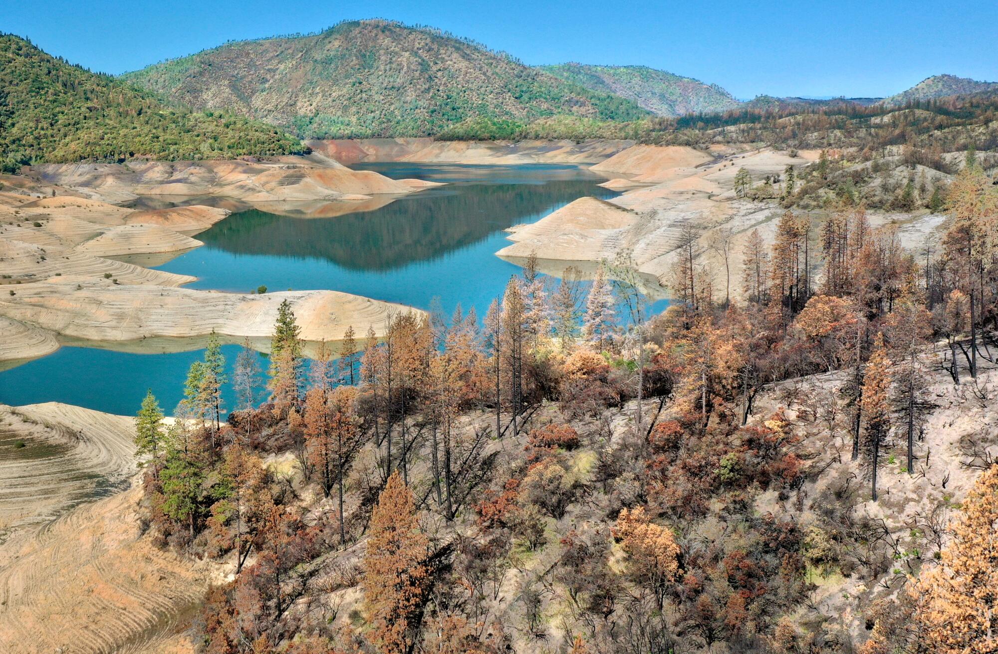 Trees burned by the recent Bear fire line the steep banks of Lake Oroville