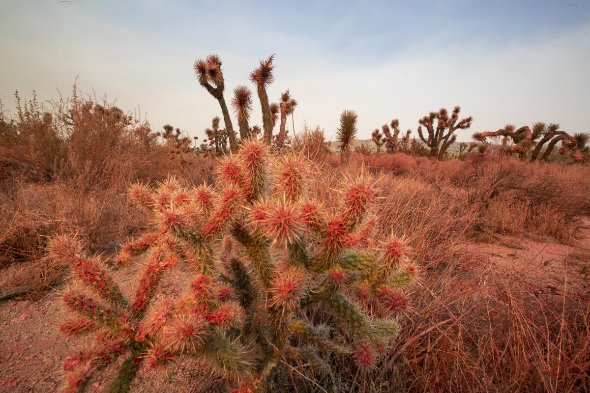 Joshua Trees, cactuses and grasses are stained red.