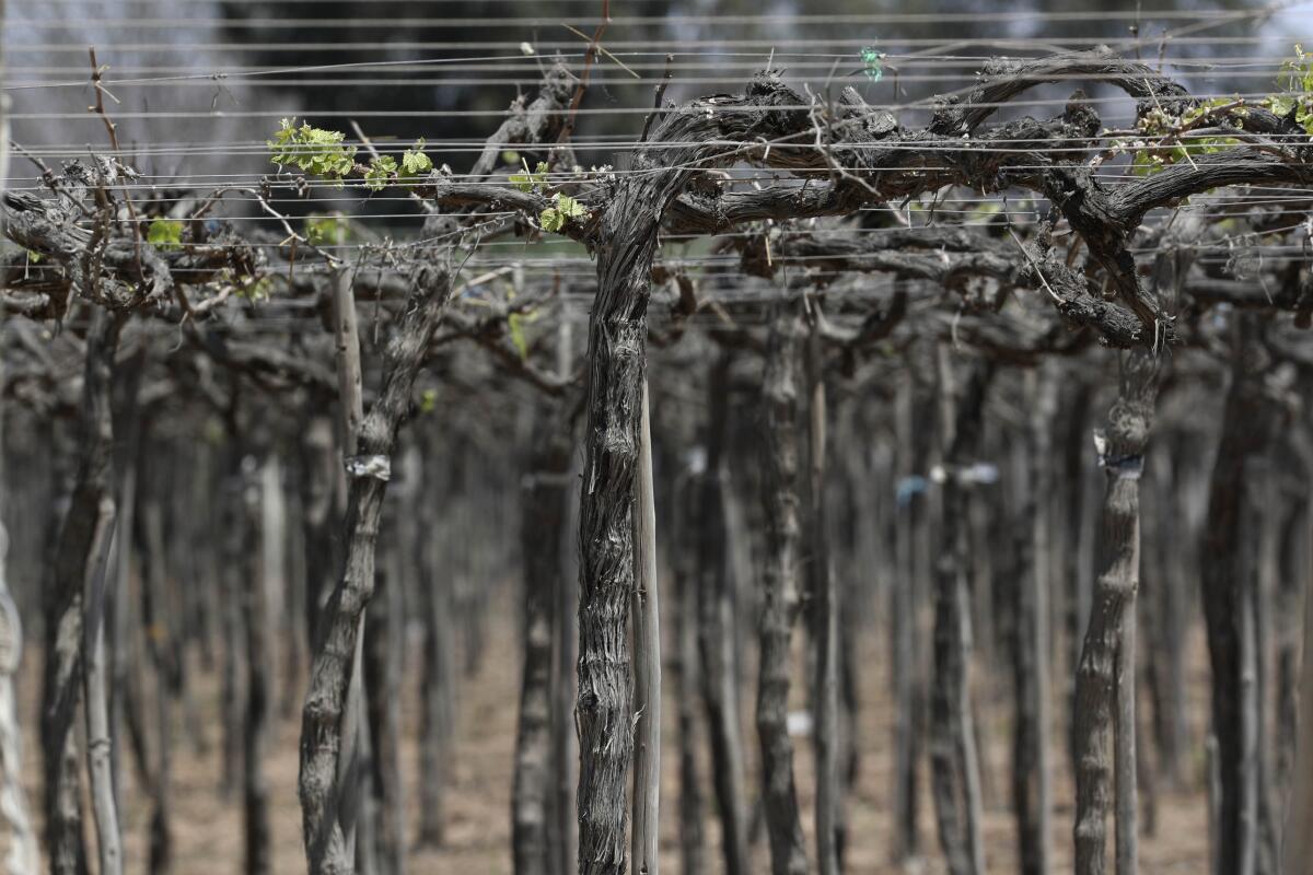 A closeup of vines in a vineyard in Ica, Peru, on Sept. 28.