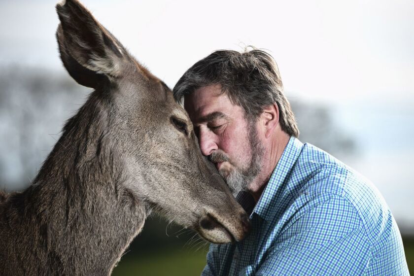 Animal wrangler Kenny Gracey pictured with Yana the red deer on his farm in Tandragee near Portadown. ( CHARLES MCQUILLAN / For The Times )