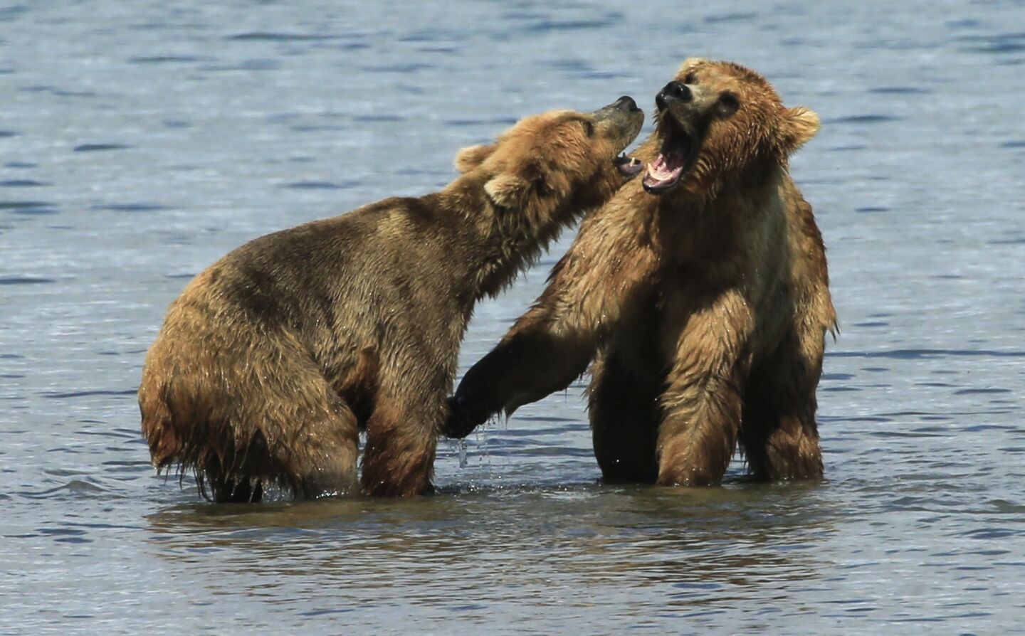 The coastal brown bears of Brooks Camp, Alaska