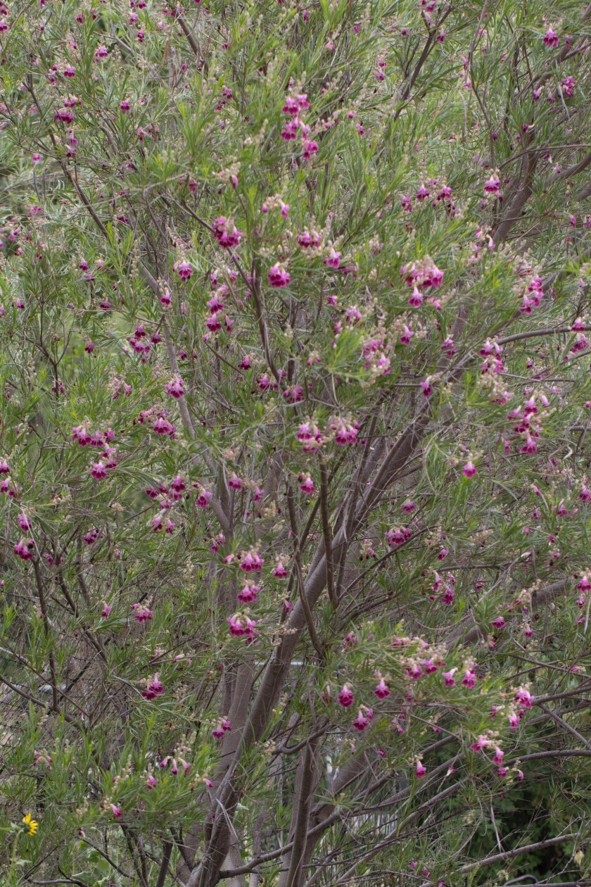 A thin tree with green leaves and purple flowers 