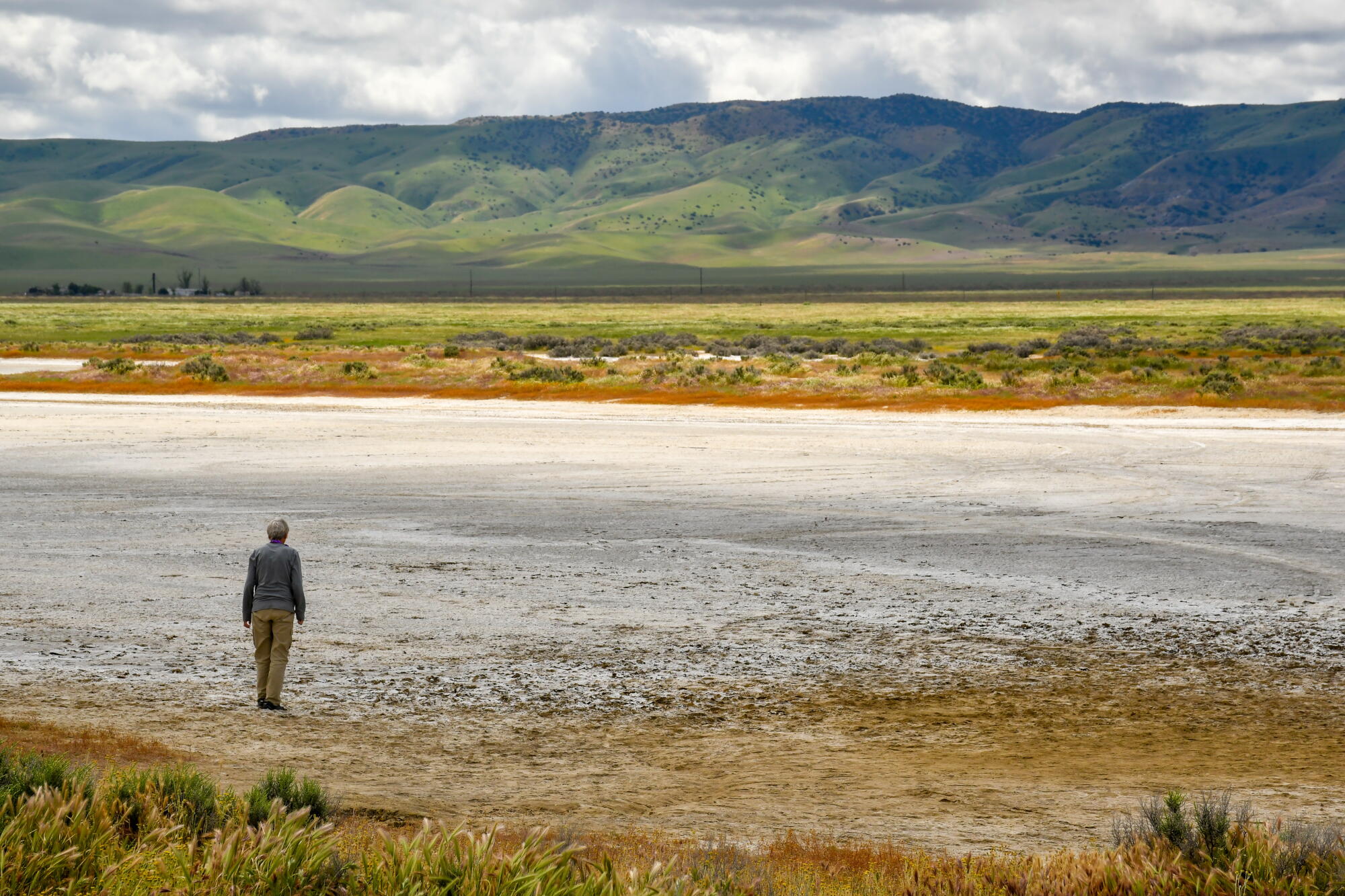 Spring Critter Color A road trip to Carrizo Plain, which blooms with spring colors - Los ...