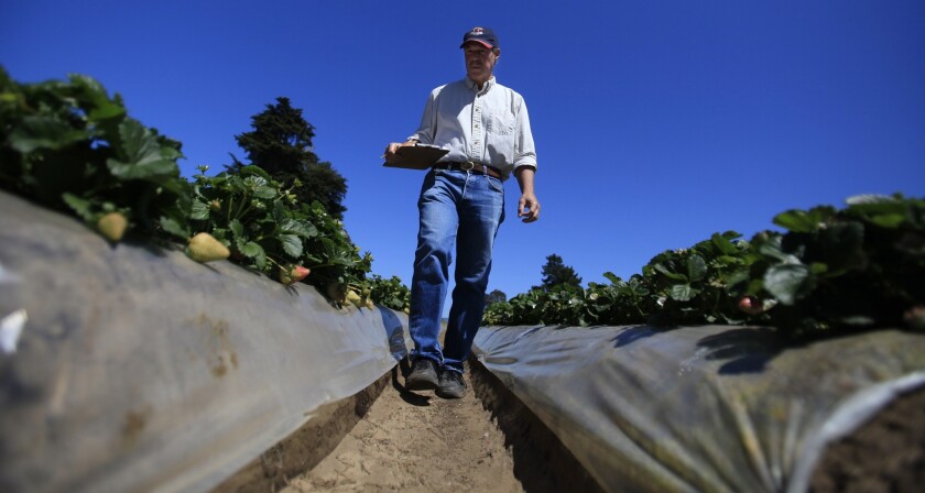 Douglas Shaw, a UC Davis plant science professor, walks through strawberry fields in Watsonville.