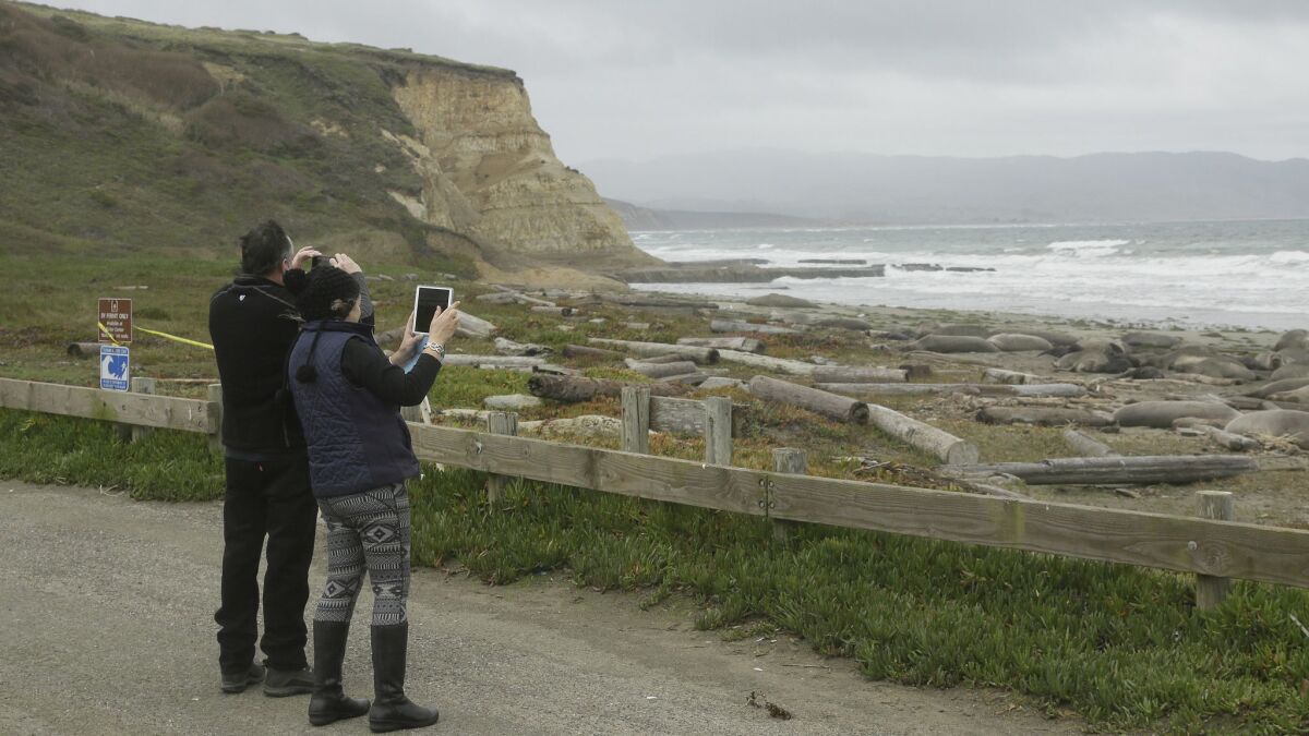 Visitors on Friday photograph a colony of elephant seals and their pups that have taken over Drakes Beach at Point Reyes National Seashore.