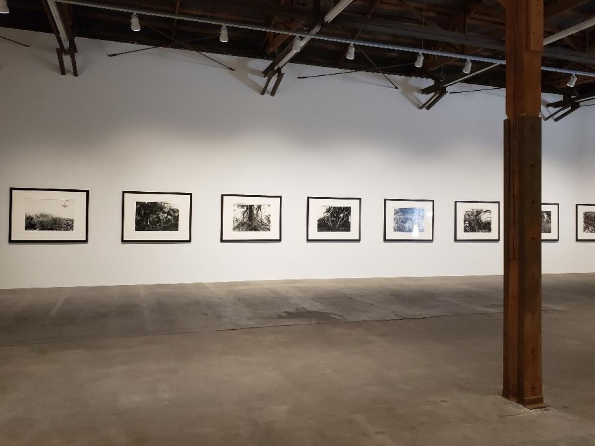 LACMA organized a show of newly commissioned photographs for Hauser & Wirth gallery.