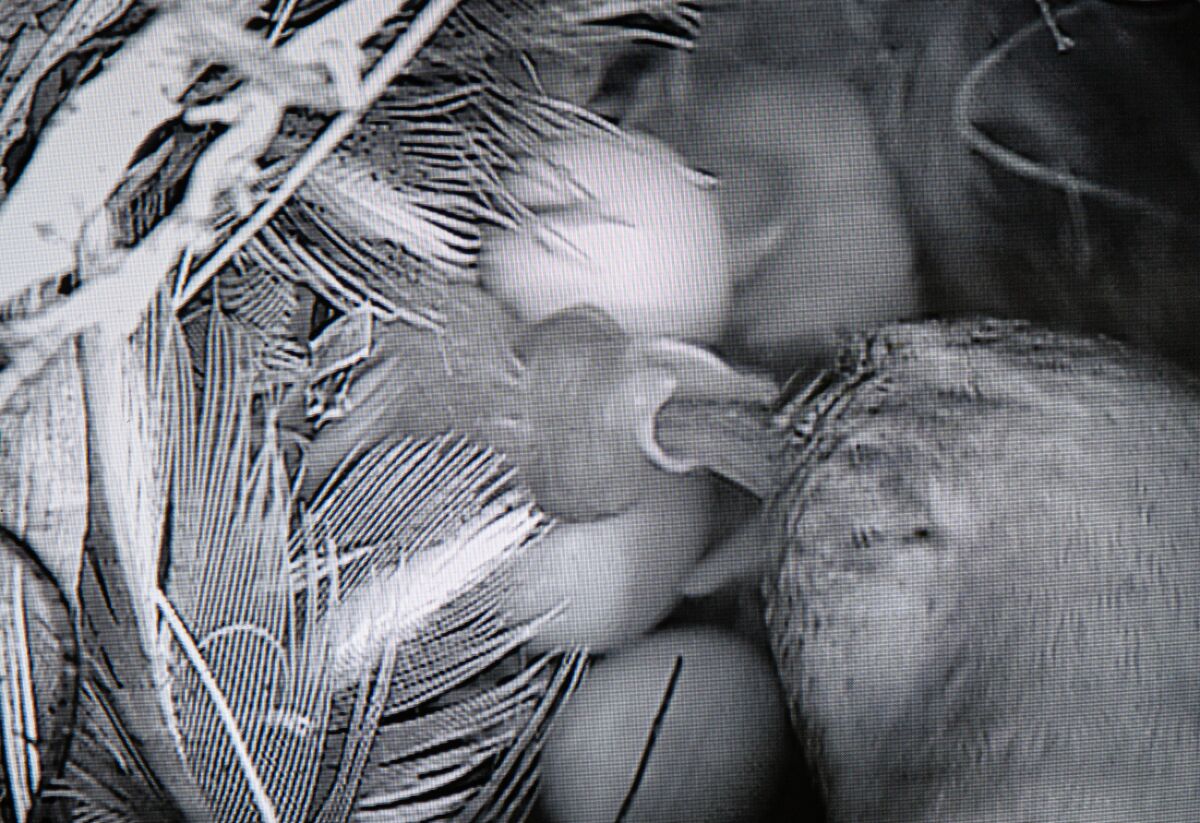 A nestcam photo of mom feeding newly hatched wren chicks.