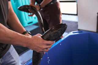 Two people handle fish that were put through a Poseidon, Shinkei Systems' fish processing robot.
